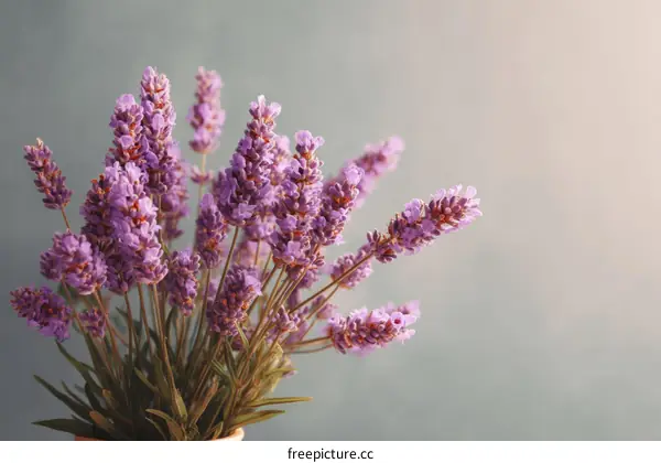 Close up Lavender Flowers Bouquet