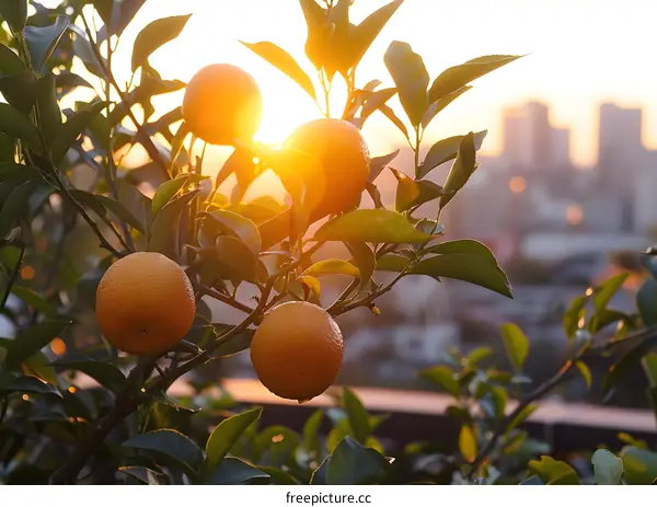 Orange Tree Sunset in City