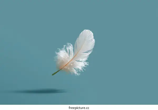 A Single Feather Floating in the Air