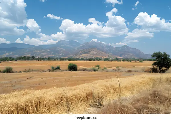 Mountains and clouds over a golden wheat field