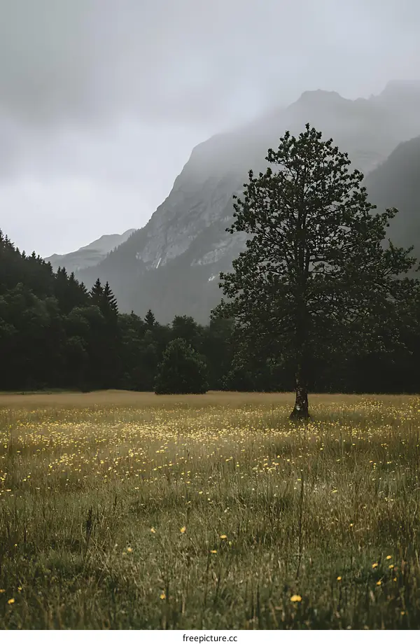 Lonely Tree in a Field with Mountains in the Background