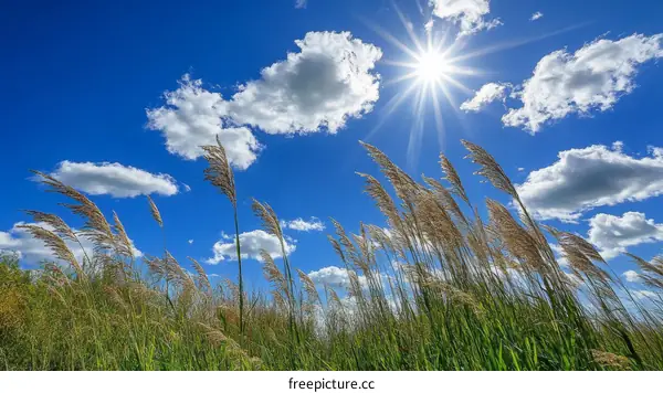 Stunning Summer Sky with Tall Grass