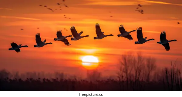 Migrating Geese Silhouette at Sunset