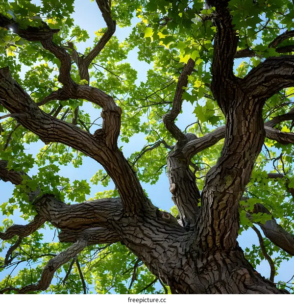 Looking up at the branches of a large tree