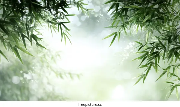 Fresh Bamboo Leaves in Misty Forest