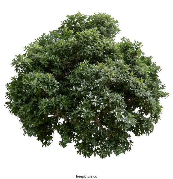 [Transparent Background PNG]Green Tree Isolated on White Background