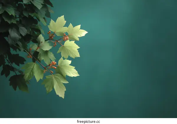 Green Leaves and Berries Against Teal Background