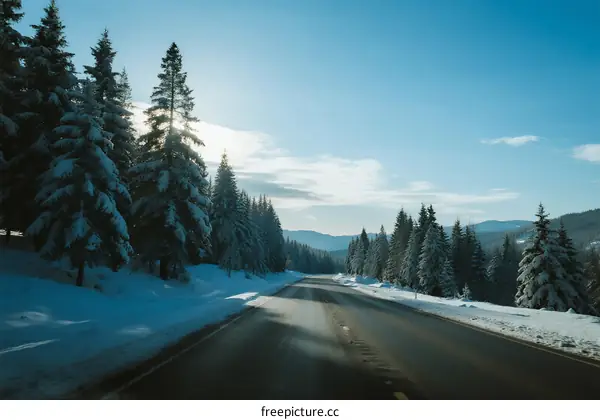 Snow-covered road with pine trees under clear blue sky