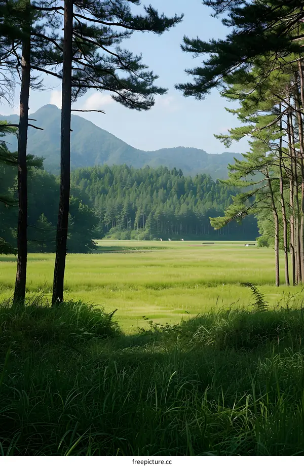 Green Grass Field Landscape with Mountain and Pine Trees in the Background