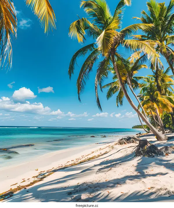 Tropical Beach with Palm Trees and Blue Sky