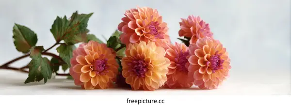 Beautiful Peachy Dahlias Arrangement