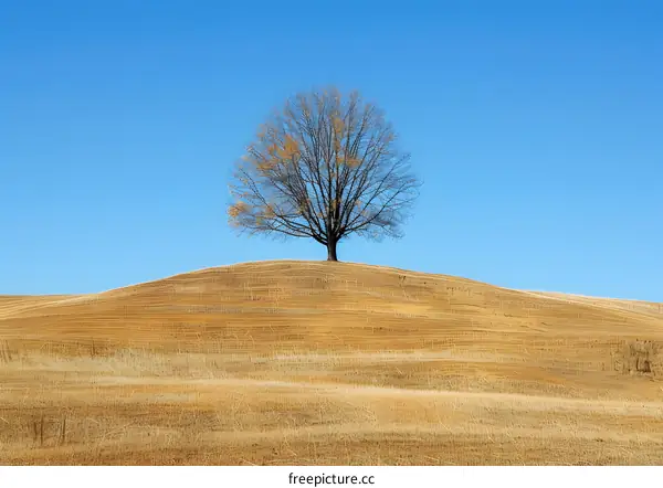 Lonely Tree on a Hill