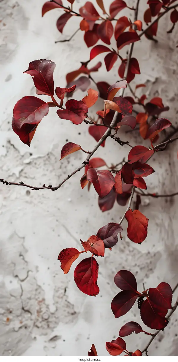 Red Leaves on a Branch Against a White Wall
