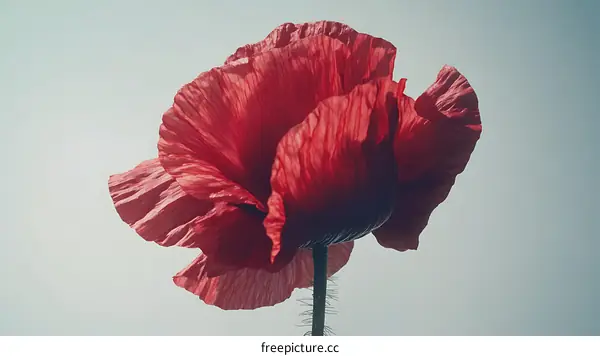 Closeup of a Vibrant Red Poppy Flower
