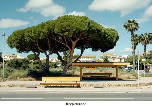 Yellow Bench Under a Tree at a Bus Stop in a Sunny Day