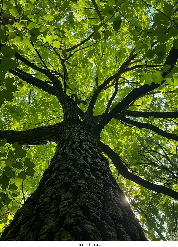 Looking up a tree trunk at the green canopy