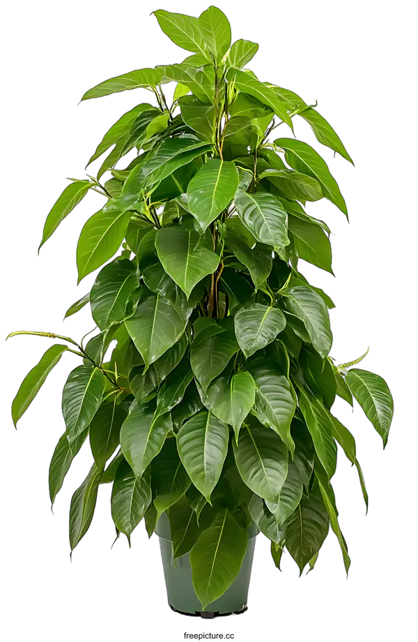 [Transparent Background PNG]Green Ficus Plant in Pot on White Background