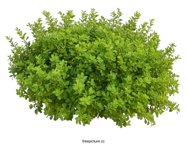 [Transparent Background PNG]Green Bush Isolated on White Background