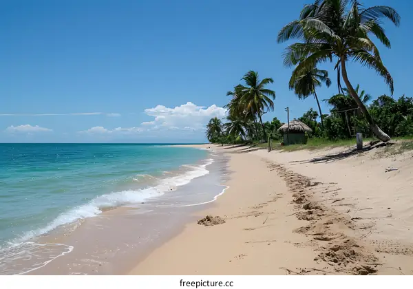 Tropical Beach with Palm Trees and Clear Blue Sky