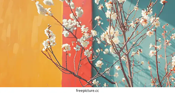 White Blossoms Blooming on a Tree Branch Against Colorful Wall