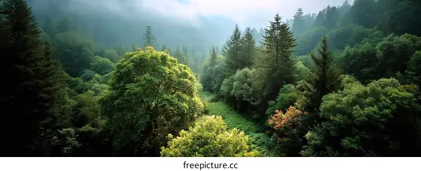 Misty Forest Canopy View from Above
