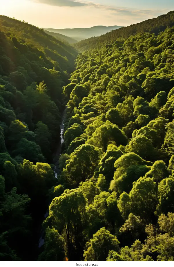 Enchanted Forest Landscape