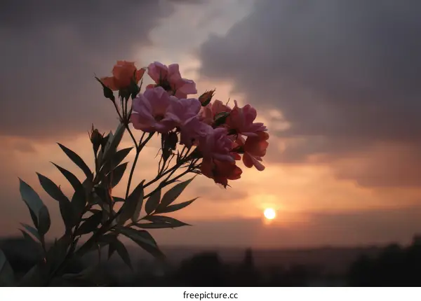 Sunset Blooms of Pink Roses