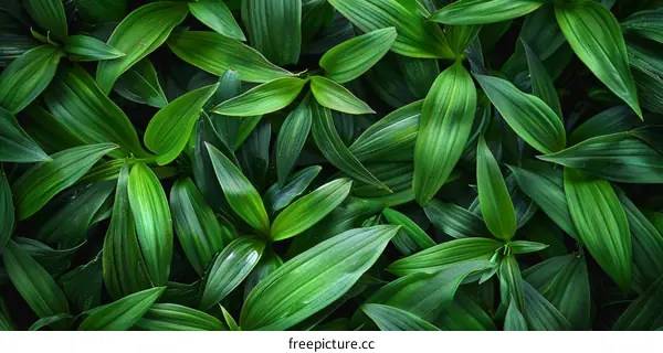 Close-up of Green Leaves Texture Background