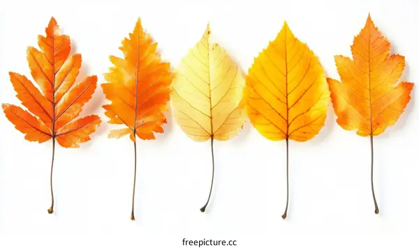 Autumn Leaves in Various Shades of Orange and Yellow