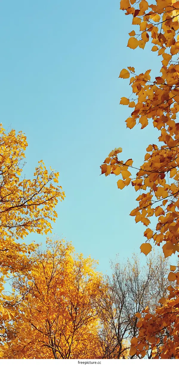 Golden Autumn Leaves Against a Blue Sky