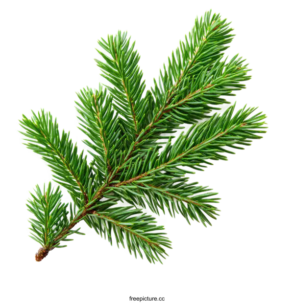 [Transparent Background PNG]Close Up of a Fresh Evergreen Branch