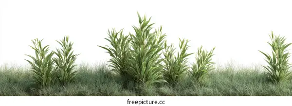 Green Plants Border on White Background