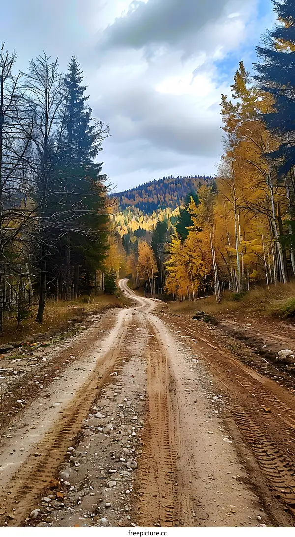 Autumn Forest Road Through Golden Trees
