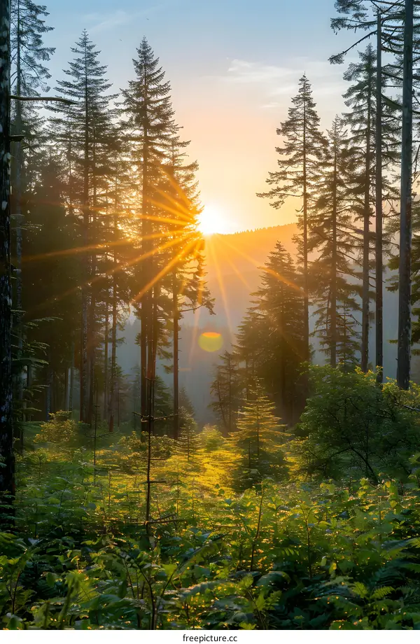 Golden Sunset Through Forest Trees