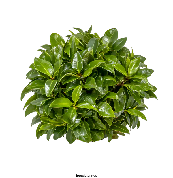 [Transparent Background PNG]Green Bush Plant on White Background