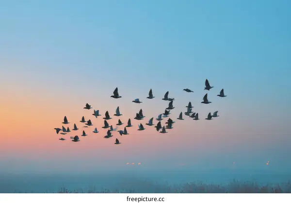 Birds in Flight at Sunrise