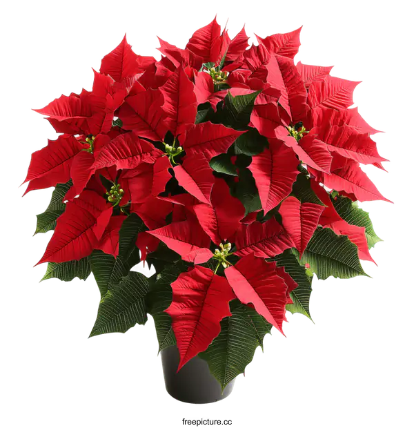 [Transparent Background PNG]Beautiful Red Poinsettia Plant in Pot