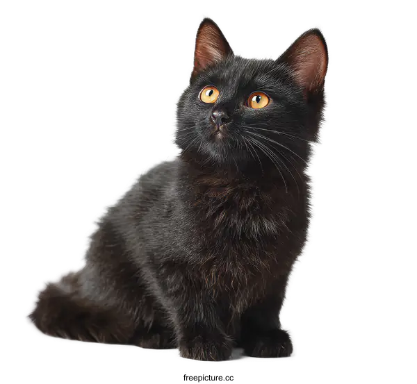 [Transparent Background PNG]Cute Black Kitten on White Background