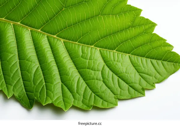 Green leaf texture close up