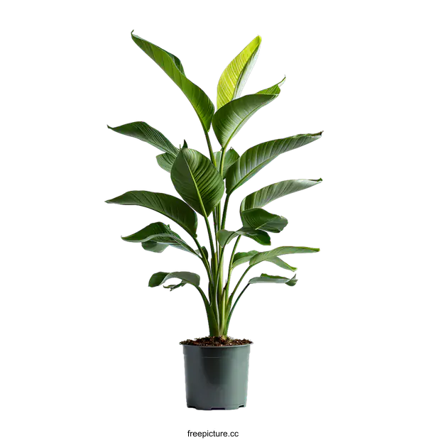 [Transparent Background PNG]A bird of paradise plant in a pot