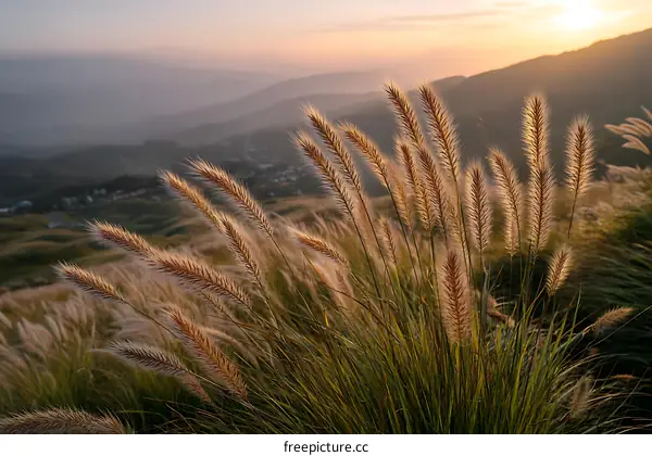 Golden Grass at Sunrise Over Mountain