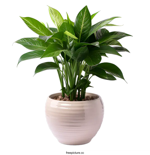 [Transparent Background PNG]A beautiful green plant in a ceramic pot