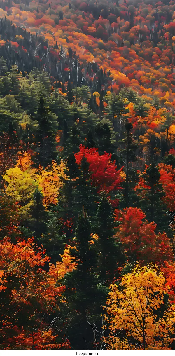 Autumn Foliage in the Forest
