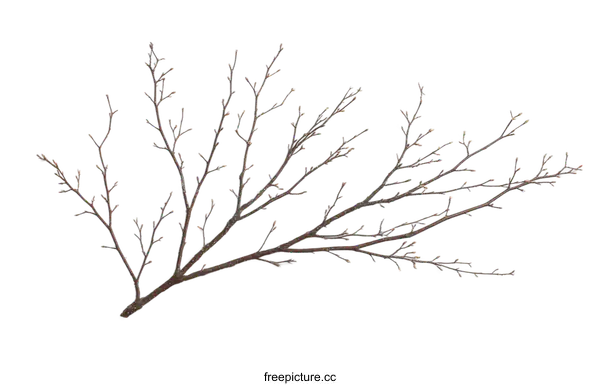 [Transparent Background PNG]Bare Tree Branch Arrangement Against White Background