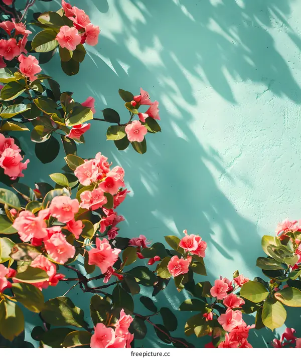 Pink Flowers Against a Light Blue Wall with Shadow