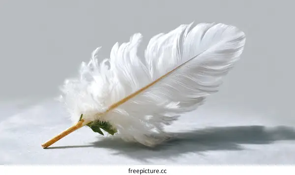 Beautiful White Feather Close-up
