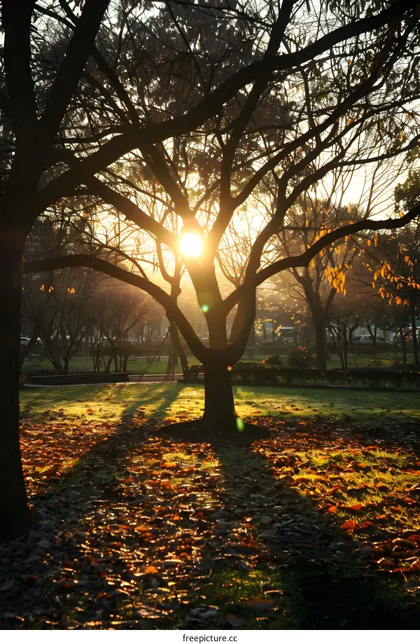 rays of light shining through the trees in the park