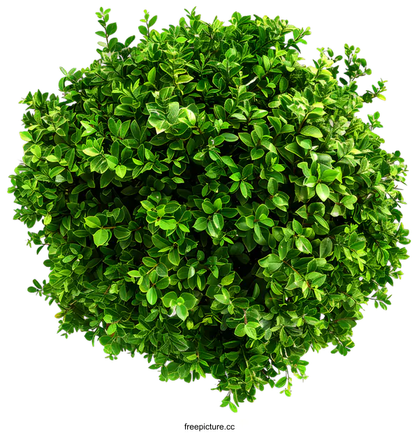 [Transparent Background PNG]Green Bush Top View Isolated on White Background