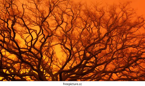 Bare Tree Branches Against Orange Sky