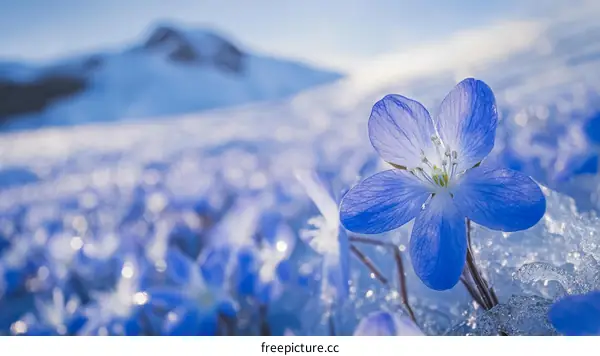 Close-up of Blue Flowers in Snow